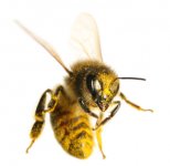 bee.jpg