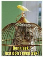 T3ch cat.jpg T3ch cat.jpg