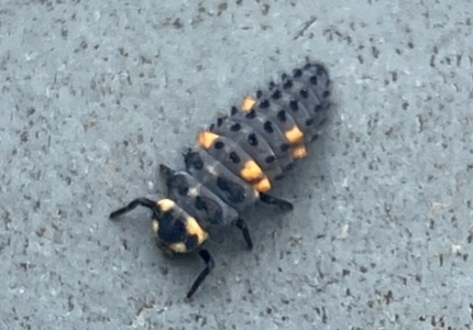 IMG_2525.png IMG_2525.png