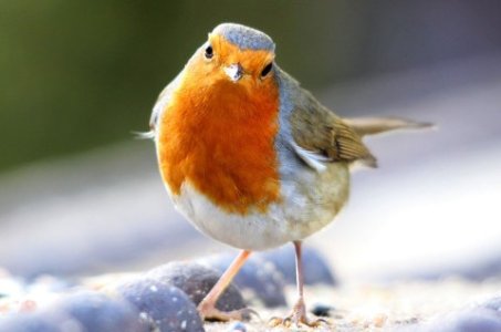 european-robin-face-on-tall-two-column.jpg.thumb.480.480.jpg