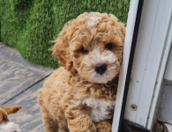 1626094828438.png 1626094828438.png