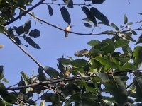 hummingbird.jpg hummingbird.jpg