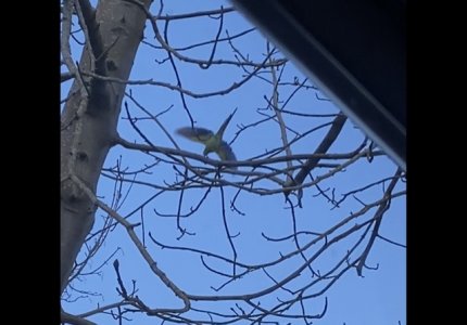 FCC6D23D-C4DC-41C4-BC1F-E53F85AFCF60.jpg FCC6D23D-C4DC-41C4-BC1F-E53F85AFCF60.jpg