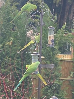 61B17185-13BC-4297-A68B-847224A2A229.jpeg 61B17185-13BC-4297-A68B-847224A2A229.jpeg