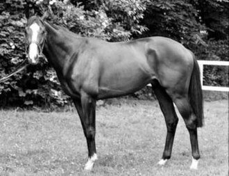 Shergar_in_1981.jpg