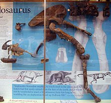 220px-Megalosaurus_display.jpg