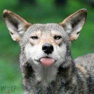 Crepuscular Wanderer