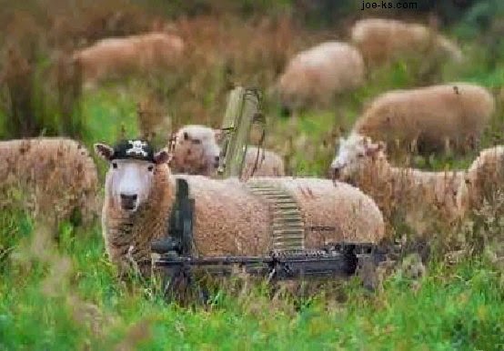 sheep+with+guns.jpg