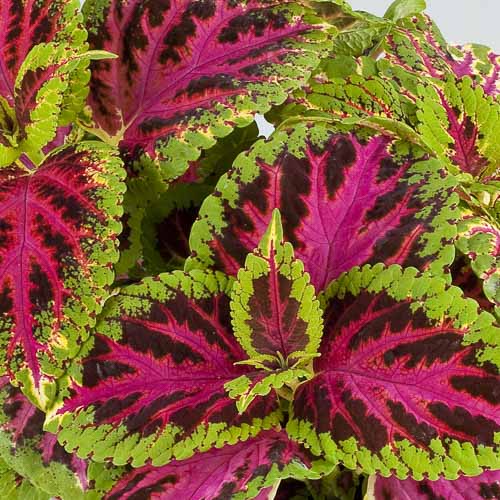 coleus-superfine-rainbow-color-pride.jpg