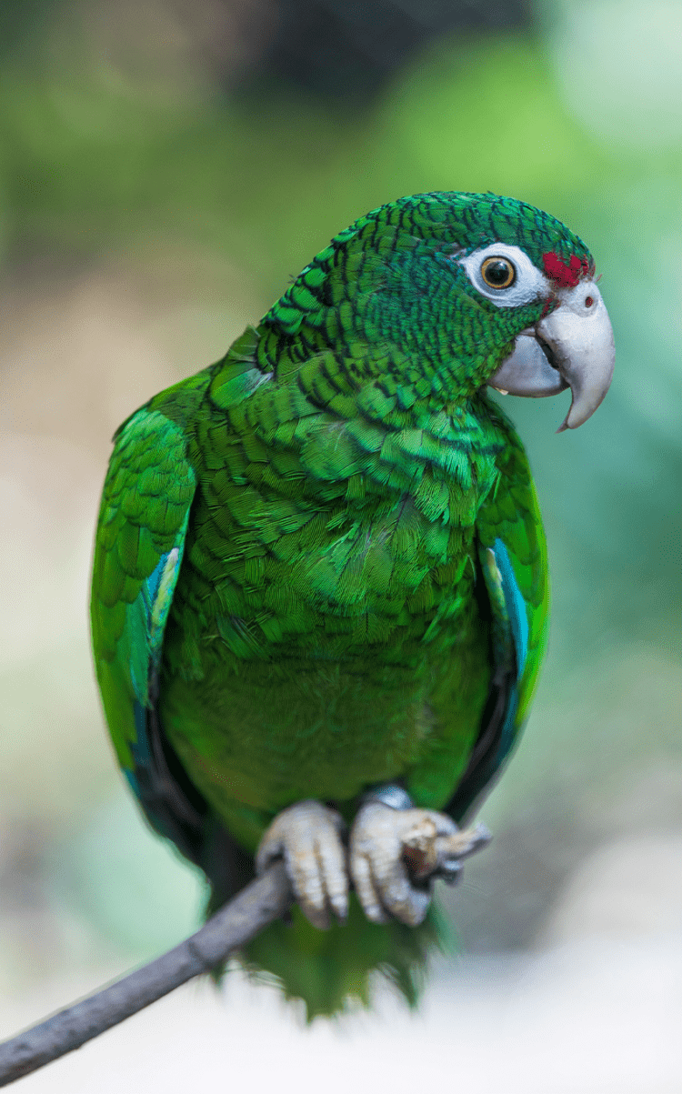 parrot-tall-750x1203.png